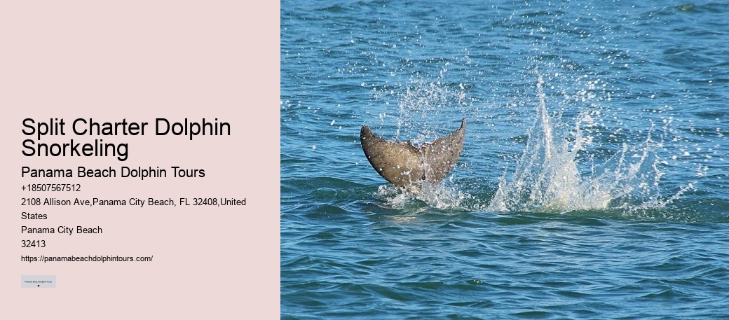Panama City Beach dolphin boat adventures
