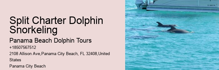 Elite Dolphin Watching with Snorkeling