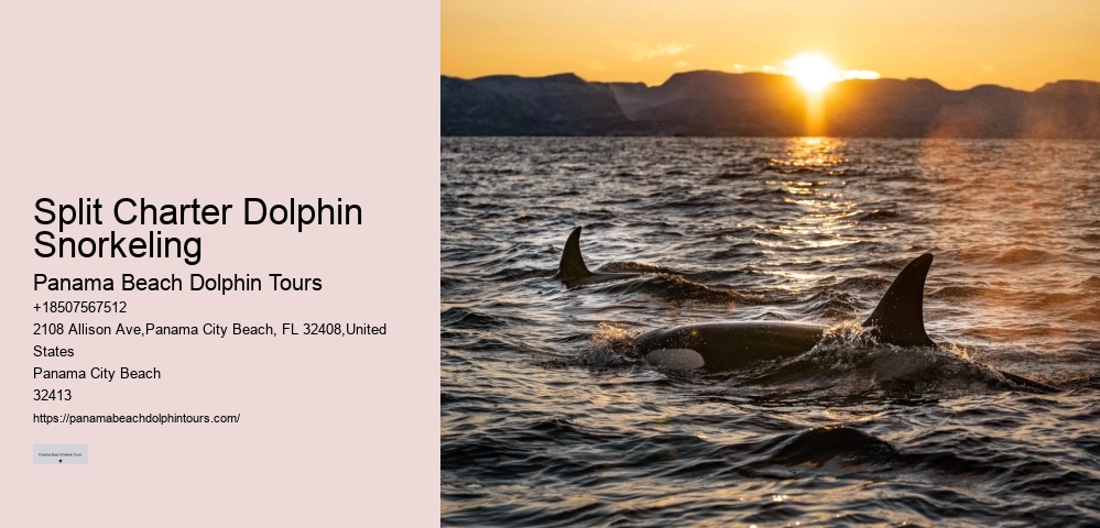 Can You Swim With Dolphins In Panama City Beach