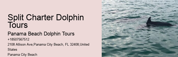 How To Swim With Dolphins