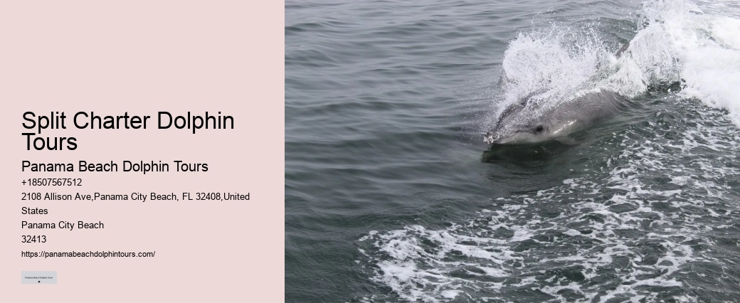 Dolphin Tour