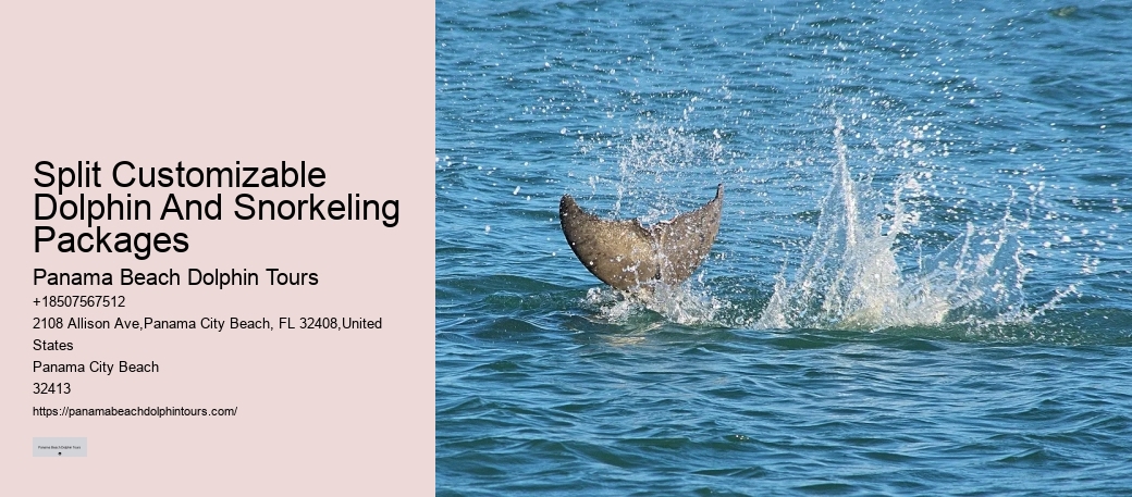 Swimming With Dolphins