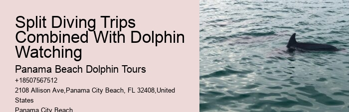 9 Great Dolphin Tours In Panama City Beach