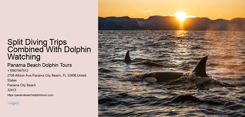 Is It Worth It To Swim With Dolphins