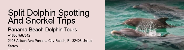 Panama City Beach dolphin watching trips
