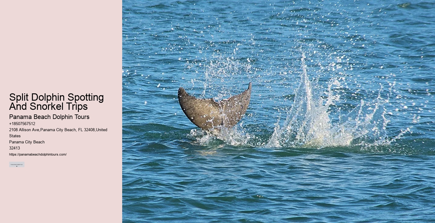 Dolphin behavior