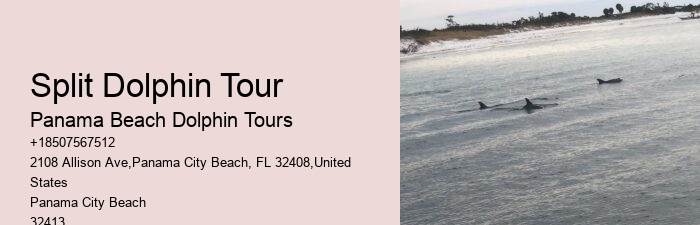 Private 2 Hour Dolphin And Snorkeling Tour