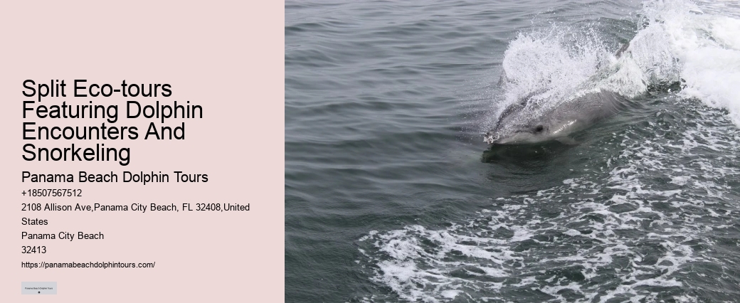 Tailored Dolphin Safari with Snorkeling