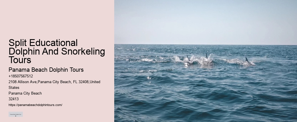 Deluxe Dolphin Encounter with Snorkeling