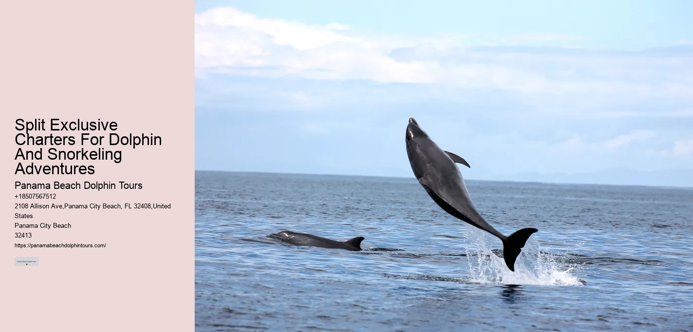 PCB Dolphin Exploration Voyages