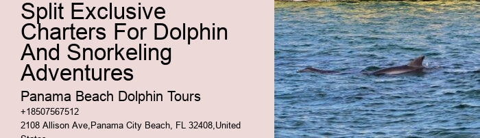 Deluxe Dolphin Safari and Snorkeling Trips