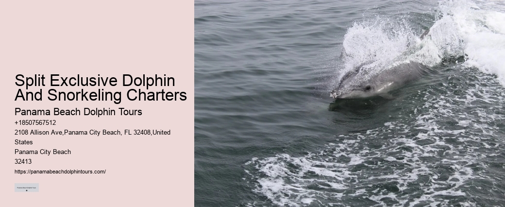 Do Male Dolphins Force Females To Mate