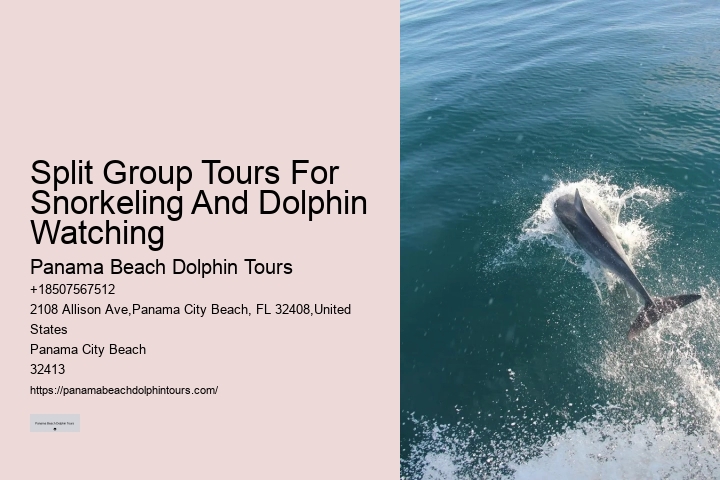 Exclusive Dolphin Watching and Snorkeling Adventures