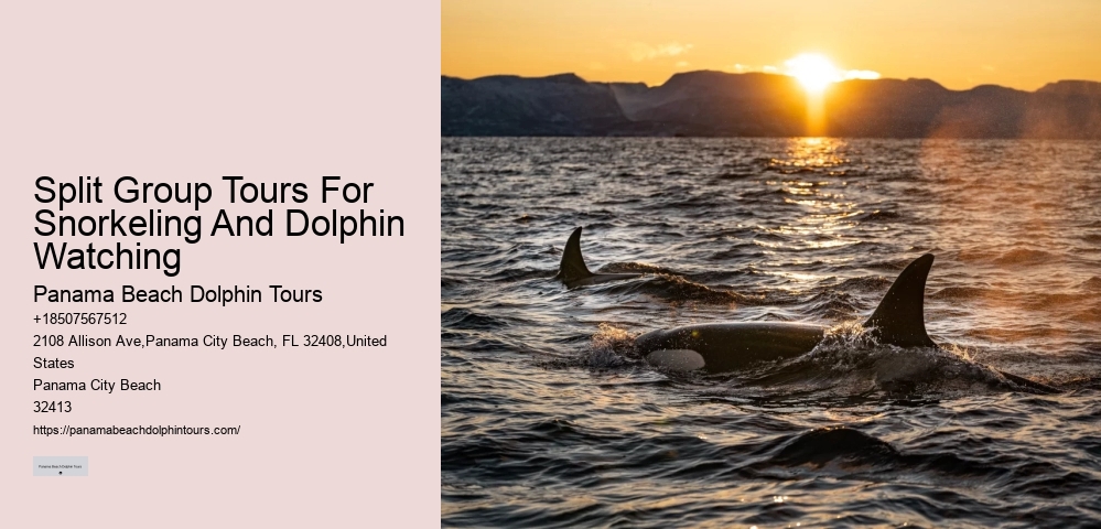 What Should You Not Do While Swimming With Dolphins