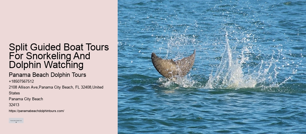 Snorkeling Excursions With Dolphin Sightings In Split