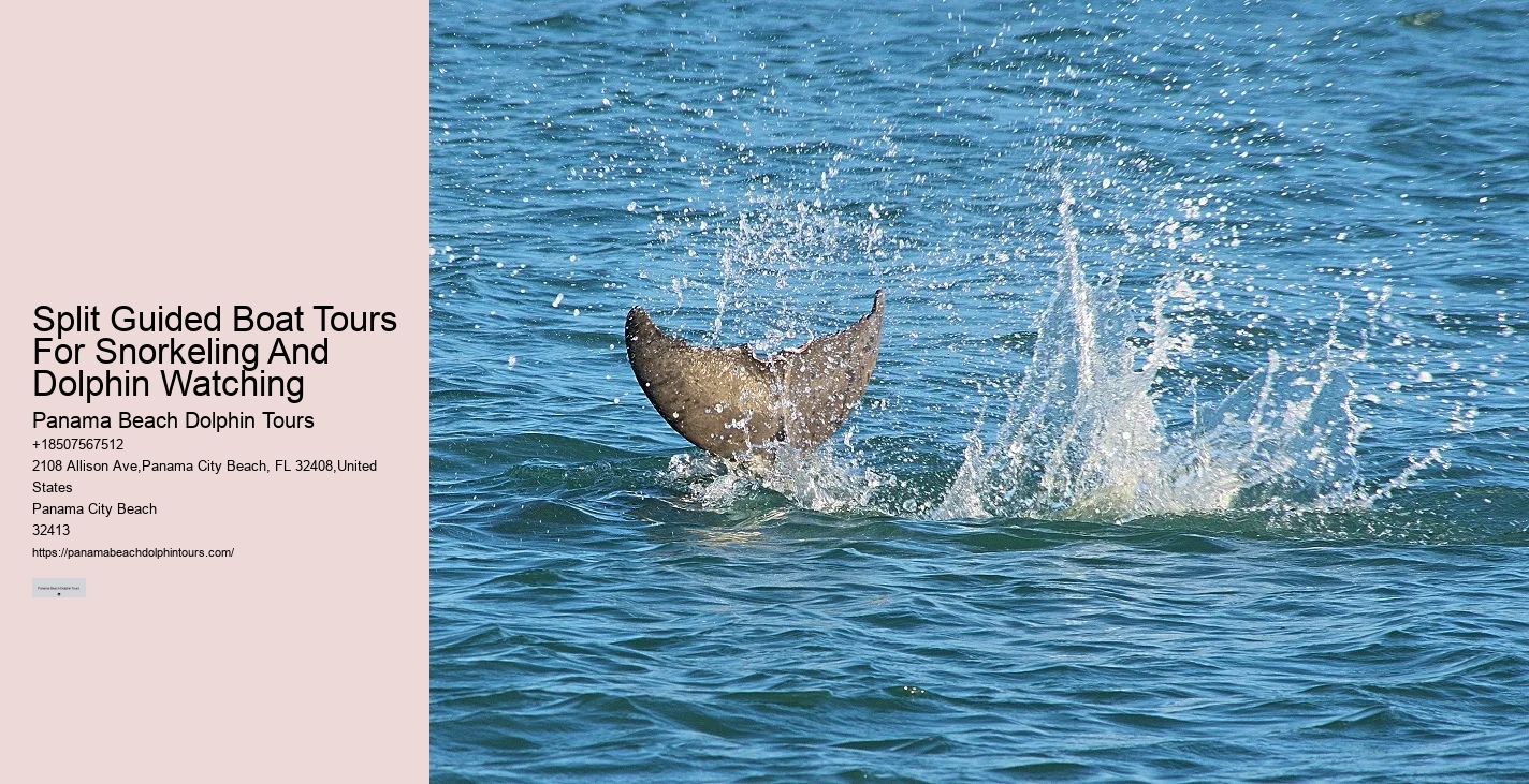 Wild Dolphin Tours Reviews