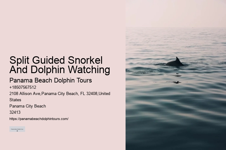 Split Half-day Dolphin And Snorkeling Tours