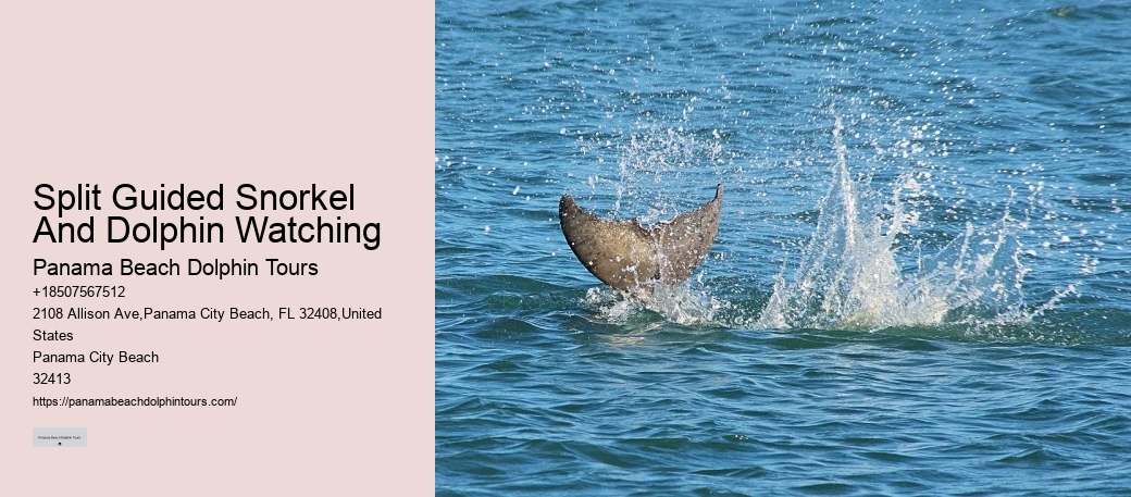 Intimate Dolphin Swim and Snorkeling Trips