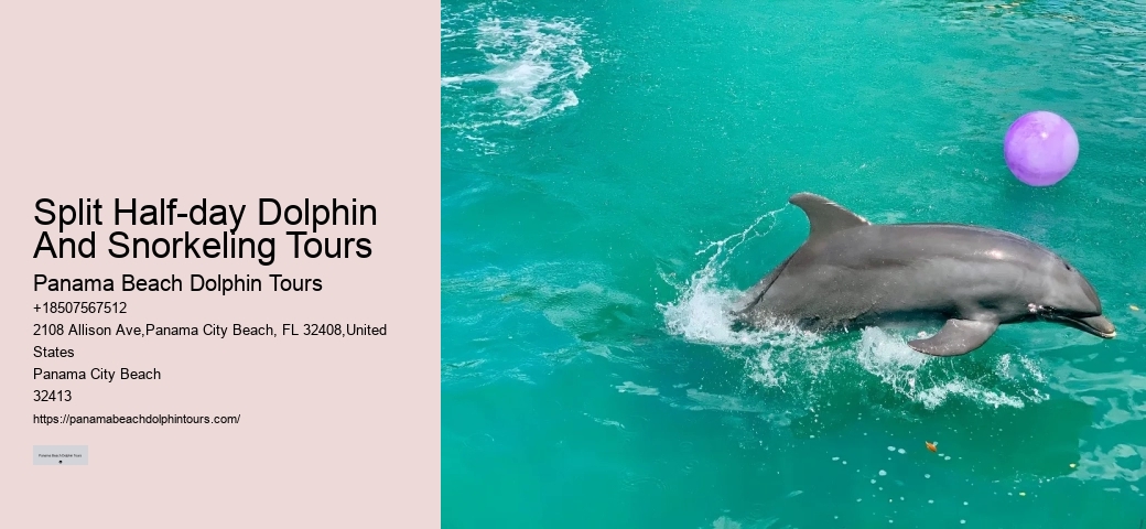 Why Not To Swim With Dolphins