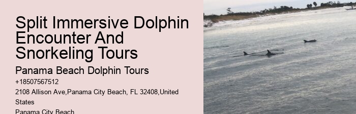 Split Dolphin Tour