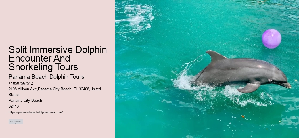 Panama City Beach Dolphin Trips