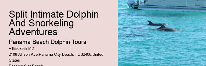 VIP Dolphin Encounter with Snorkeling