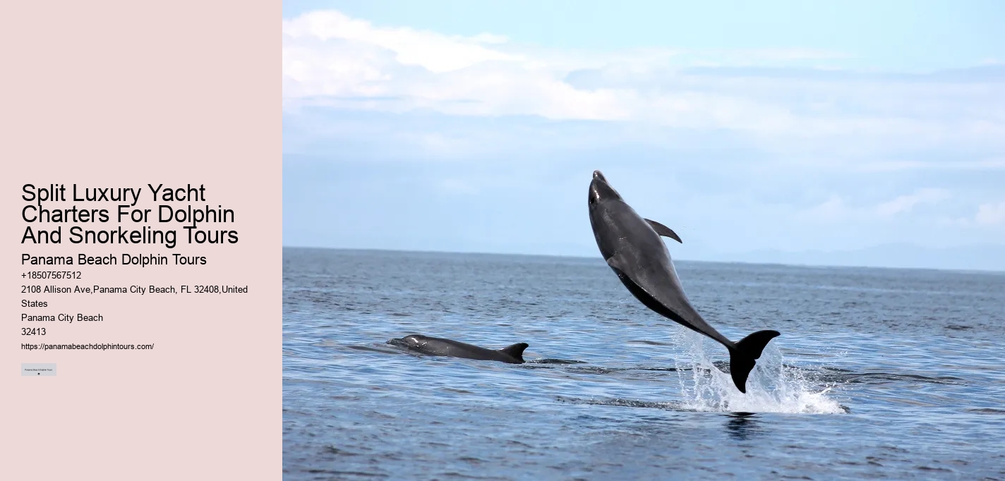 Panama City Beach Dolphin Adventure Trips