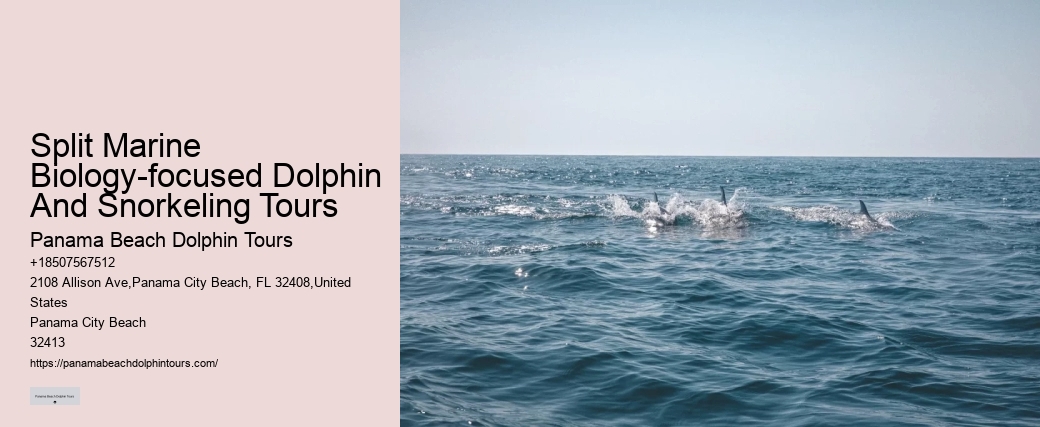 Dolphin Watching Excursions in PCB