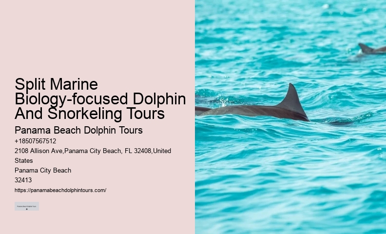 2 Hour Private Dolphin Tour