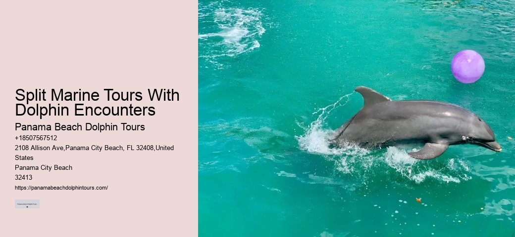 Why Do Dolphins Swim In Front Of Cruise Ships