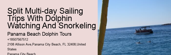 What is the duration of the dolphin watching portion of the tour