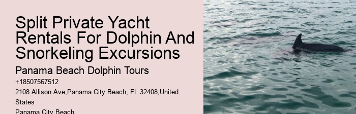 Tips And Advice For Swimming With Dolphins
