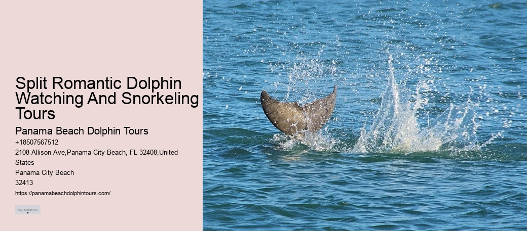 Dolphin Exploration Cruises in Panama City Beach