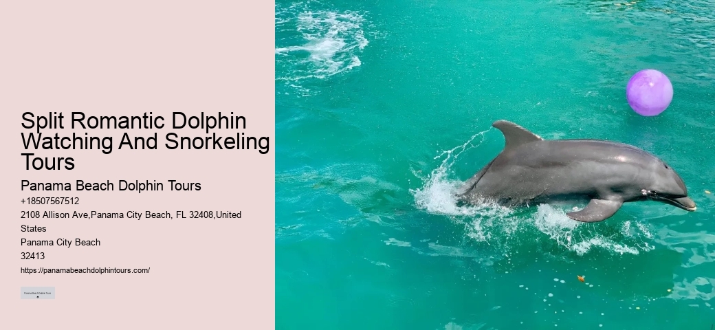 Luxury Dolphin Encounter and Snorkeling