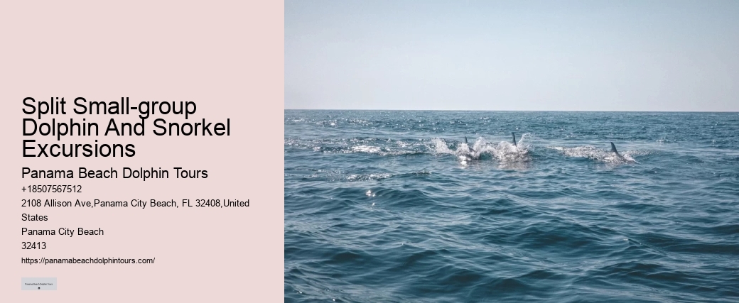 Split Private Snorkeling And Dolphin Watching Tours