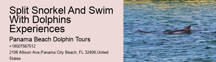 Split Marine Conservation-focused Dolphin And Snorkeling Trips