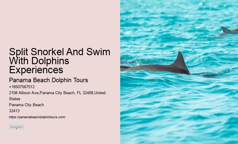 Split Luxury Dolphin And Snorkeling Yacht Charters