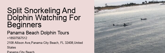 Split Unforgettable Dolphin And Snorkeling Experiences
