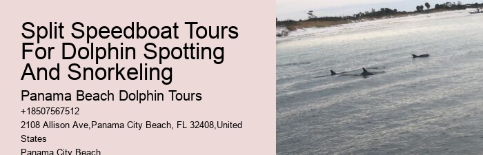 Can You Still Swim With Dolphins In Florida
