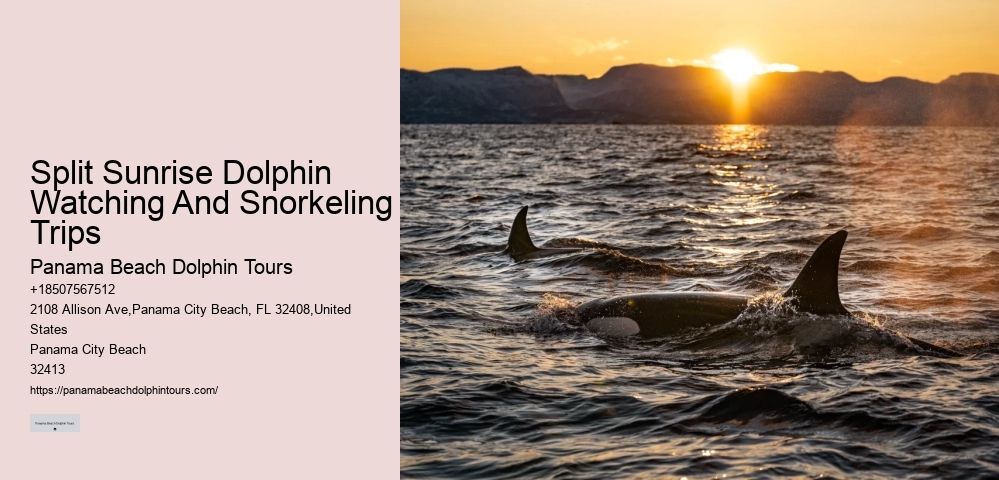 Dolphin Cruise