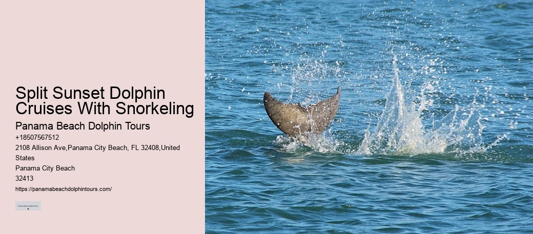 Dolphin Swims: A Code Of Conduct
