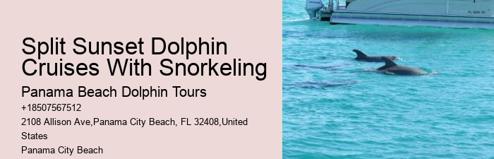 Cheap Dolphin Tours In Panama City Beach