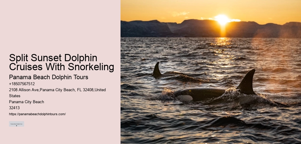 Split Charter Dolphin And Snorkeling Tours 2 Hours