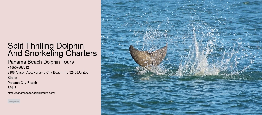 Bespoke Dolphin Watching and Snorkeling Trips