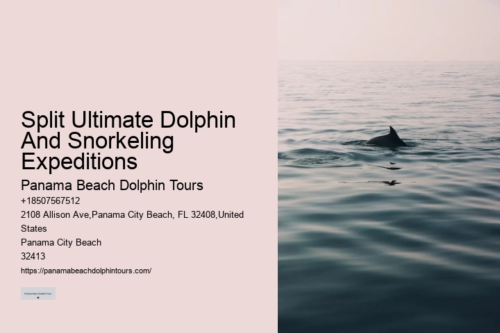 Are there any hidden fees associated with the dolphin tours
