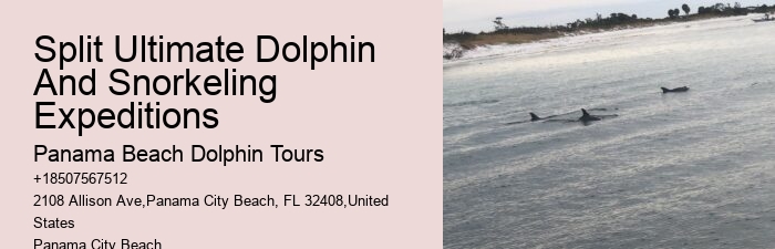 Elite Dolphin Spotting and Snorkeling Tours