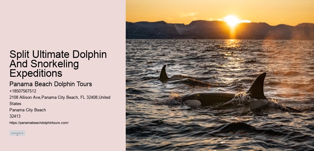 Top 5 Places To Swim With Dolphins