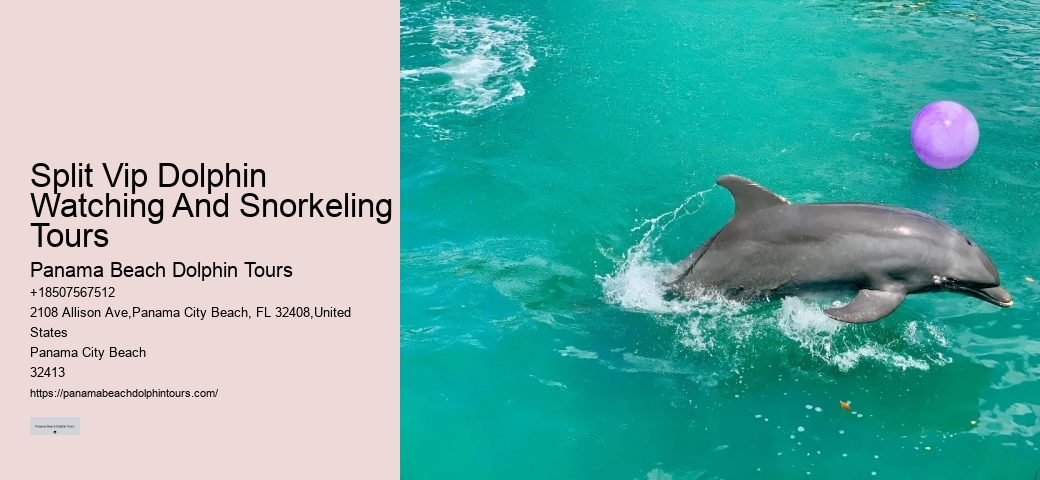 Luxury Dolphin Safari and Snorkeling Tours