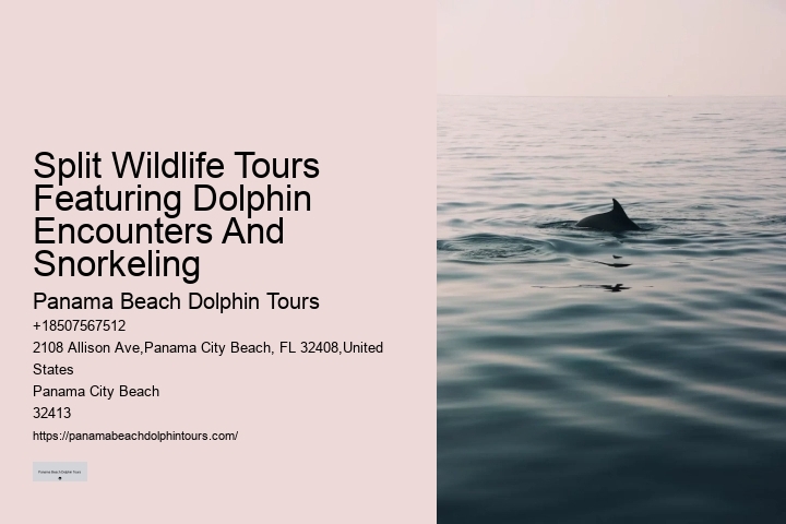 Private Dolphin Tours