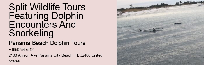 Dolphin Tours And Travels
